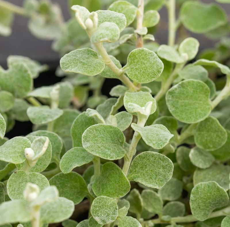 Helichrysum petiolare 'Limelight' (Licorice Plant)